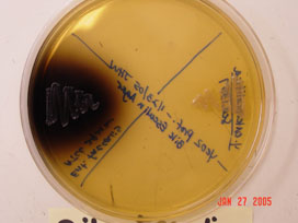 Bile Esculin agar