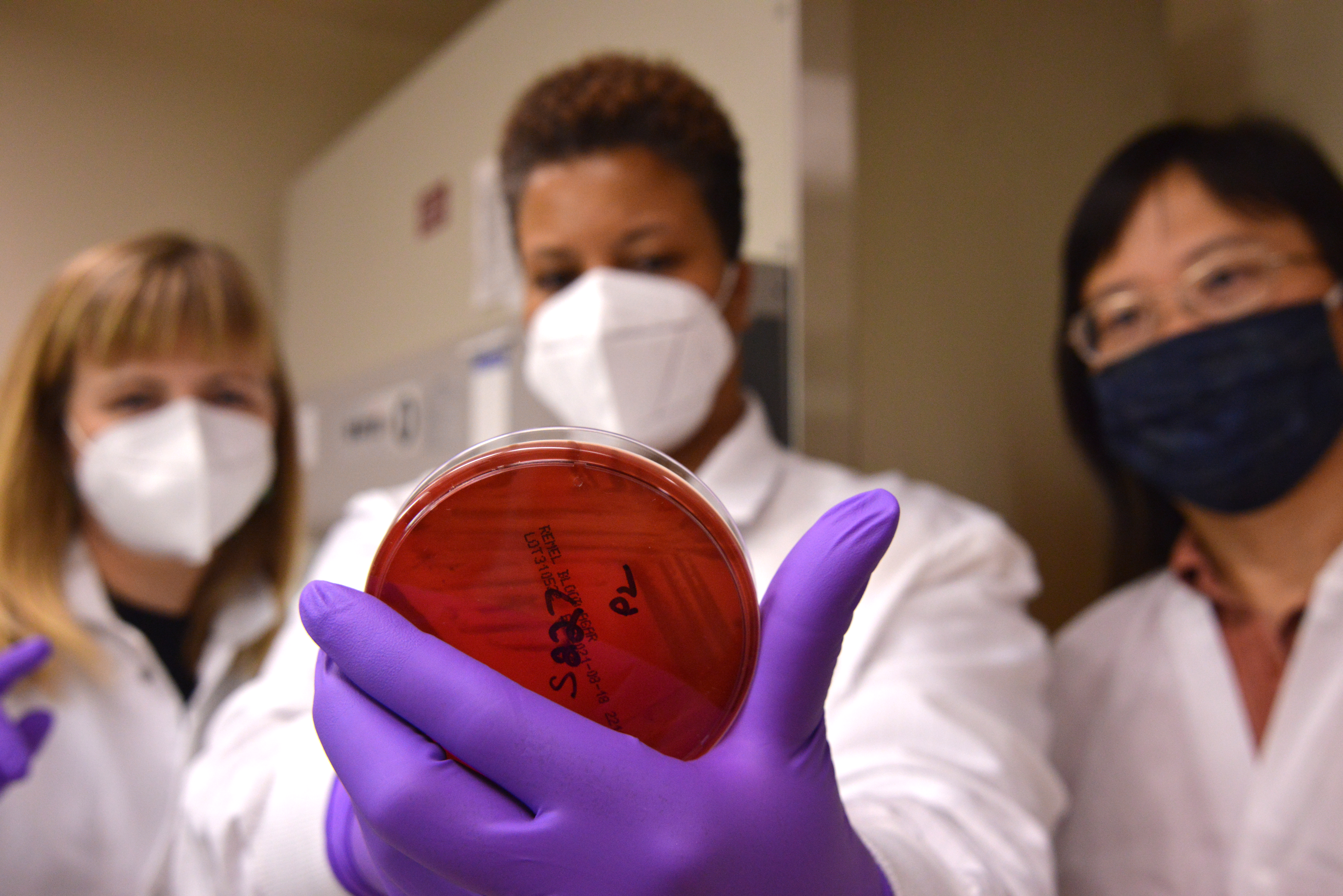 Three scientists in lab coats look at a bacterial plate.