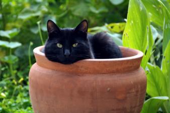 black cat sitting in a terra cotta pot