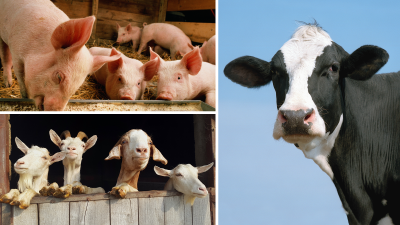photo collage of pigs eating from a trough, goats in a barn and a jersey dairy cow