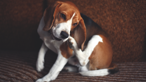 Photo of a beagle scratching itself