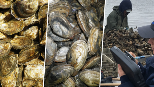 collage of three photos featuring closeups of oysters and clams and wide shot of an FDA inspector overseeing a person sorting harvested oysters