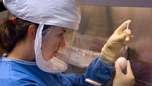 A CDC microbiologist conducts an influenza experiment in a biological safety cabinet. She is wearing a powered air purifying respirator (PAPR), which filters the air she breathes. (CDC/Greg Knobloch)