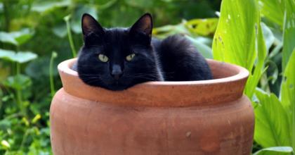 black cat sitting in a terra cotta pot