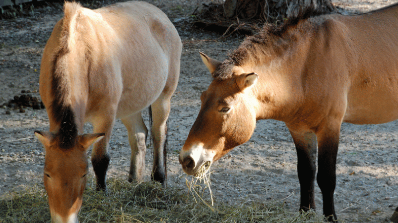 two horses eating hay