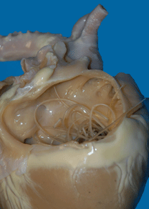 adult heartworms in a dog's heart