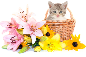 Cats and lilies
