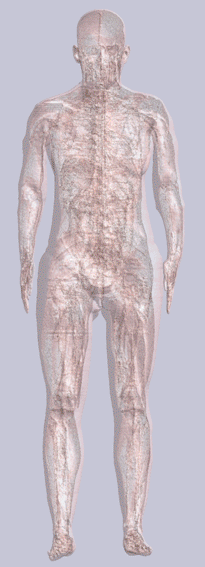 26-year-old female form with transparent skin showing internal skeleton and organs.