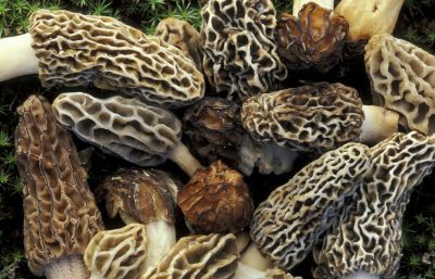 Morel Mushroom