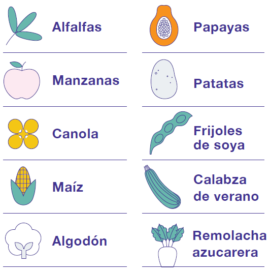 Una lista completa de cultivos OGM actualmente disponibles en los Estados Unidos