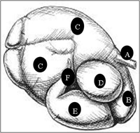 diagram of the stomach of a cow