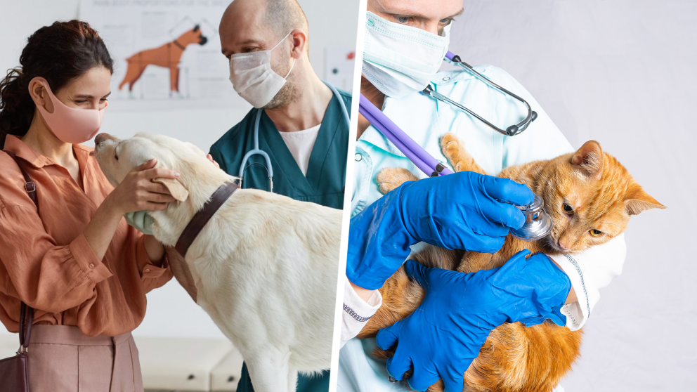 two photos collage showing dog and cat being examined by veterinarians 
