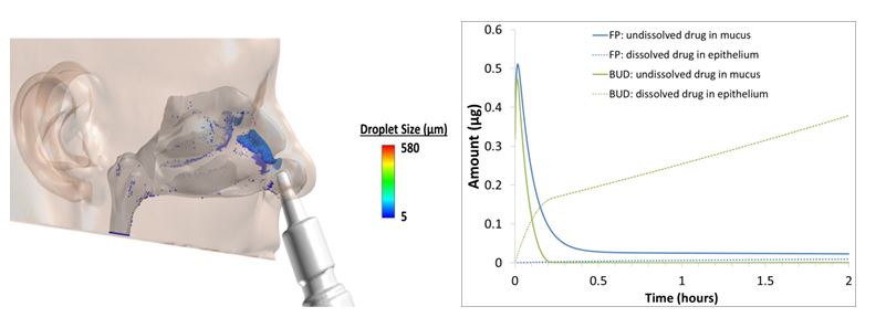 CFD predictions and PBPK model