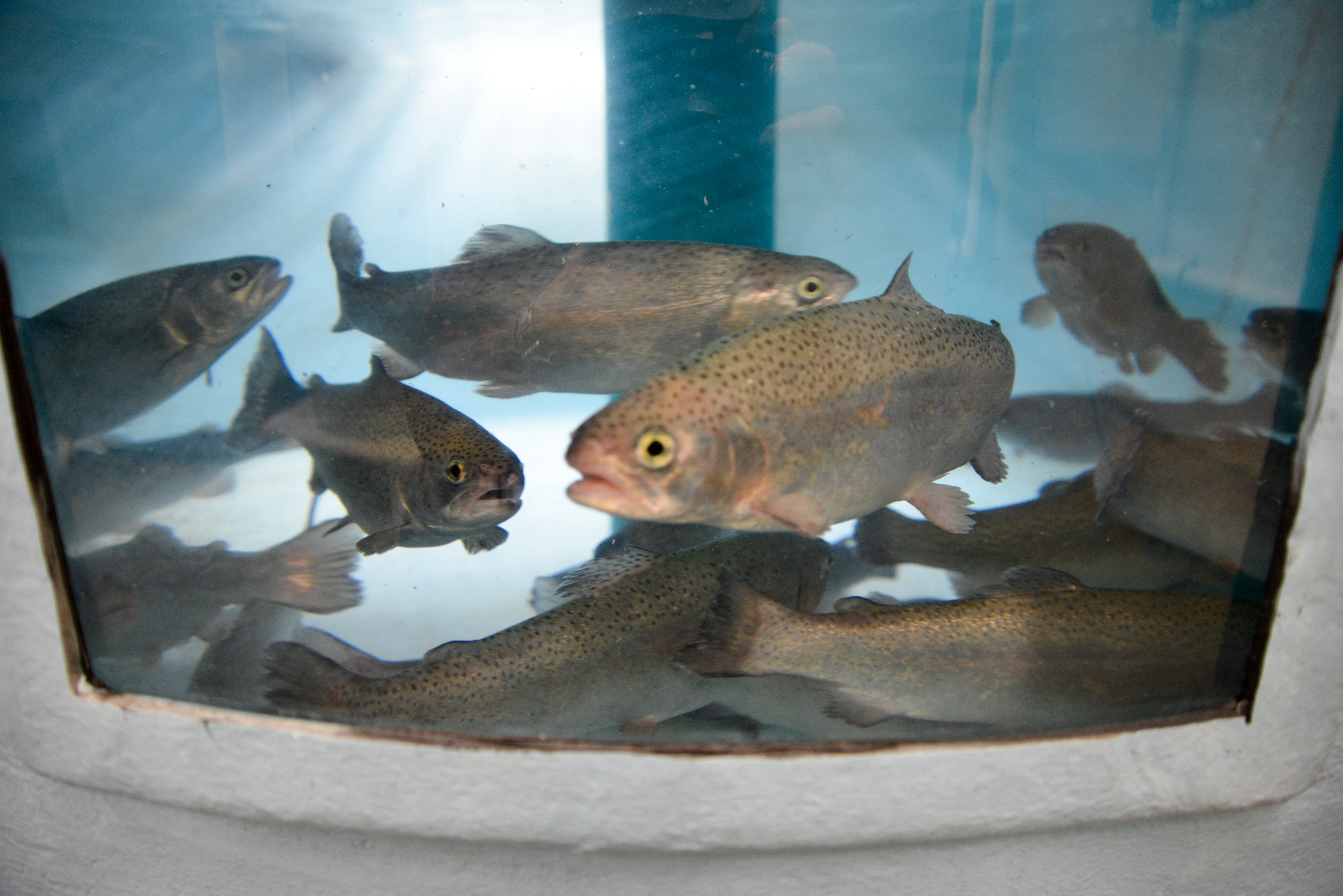 fish in a large tank