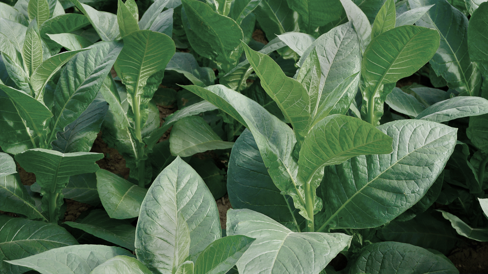 Tobacco Plants