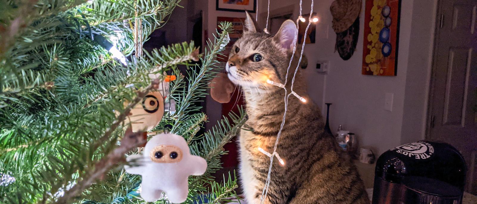 Watson the cat in a Christmas tree