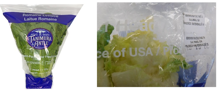 Outbreak Investigation of E. coli O157:H7 in Unknown Food (Fall 2020) - Single Head Romaine 