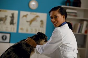 veterinarian examining a dog