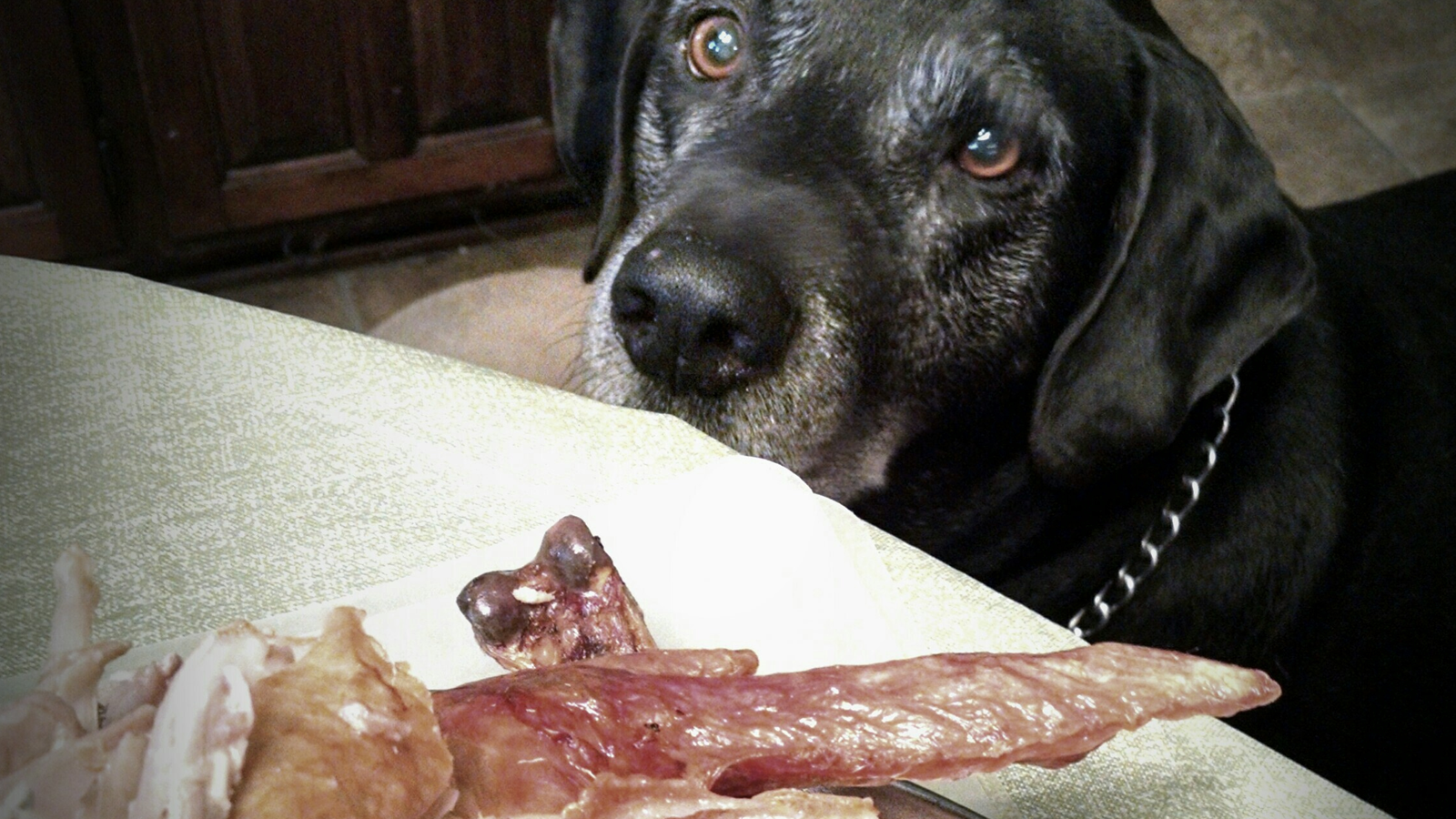 Dog looking at turkey on a table.  Resist the urge to give your pets table scraps. Dispose of leftovers and bones where your pets can’t get to them.