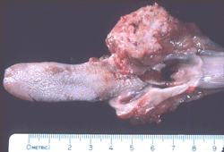 Cat tongue with squamous cell carcinoma. Photo courtesy of Dr. Shelley Newman, University of Tennessee, Knoxville