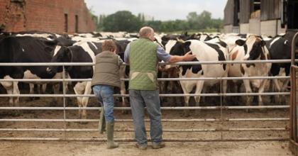 two people standing at fence surrounding cows