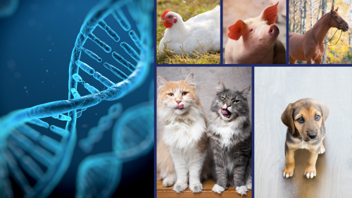 Image that depicts a DNA strand on the far left, and a variety of animals on the right side of the image.