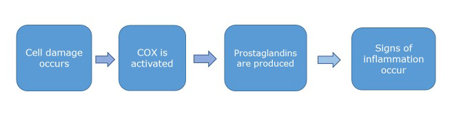 Schematic of the inflammatory pathway. Cell damage occurs, causing COX to be activated. COX stimulates the cells to produce prostaglandins, then signs of inflammation occur.  