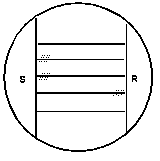 CAMP test for Listeria monocytogenes