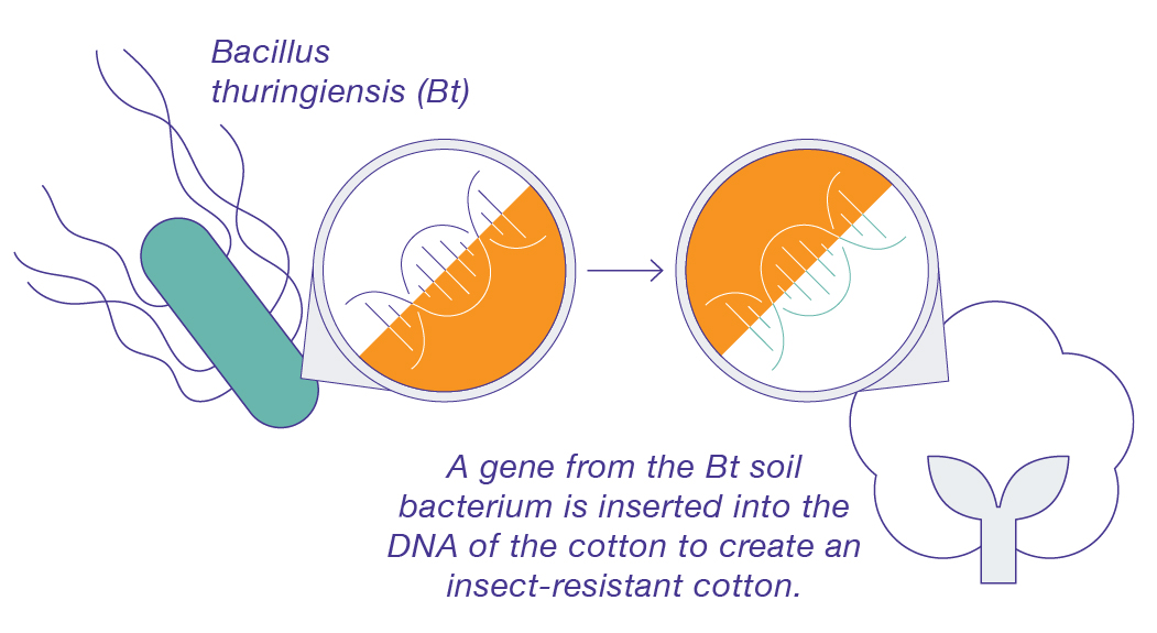 Diagram showing gene from Bt soil bacterium being inserted into cotton DNA.