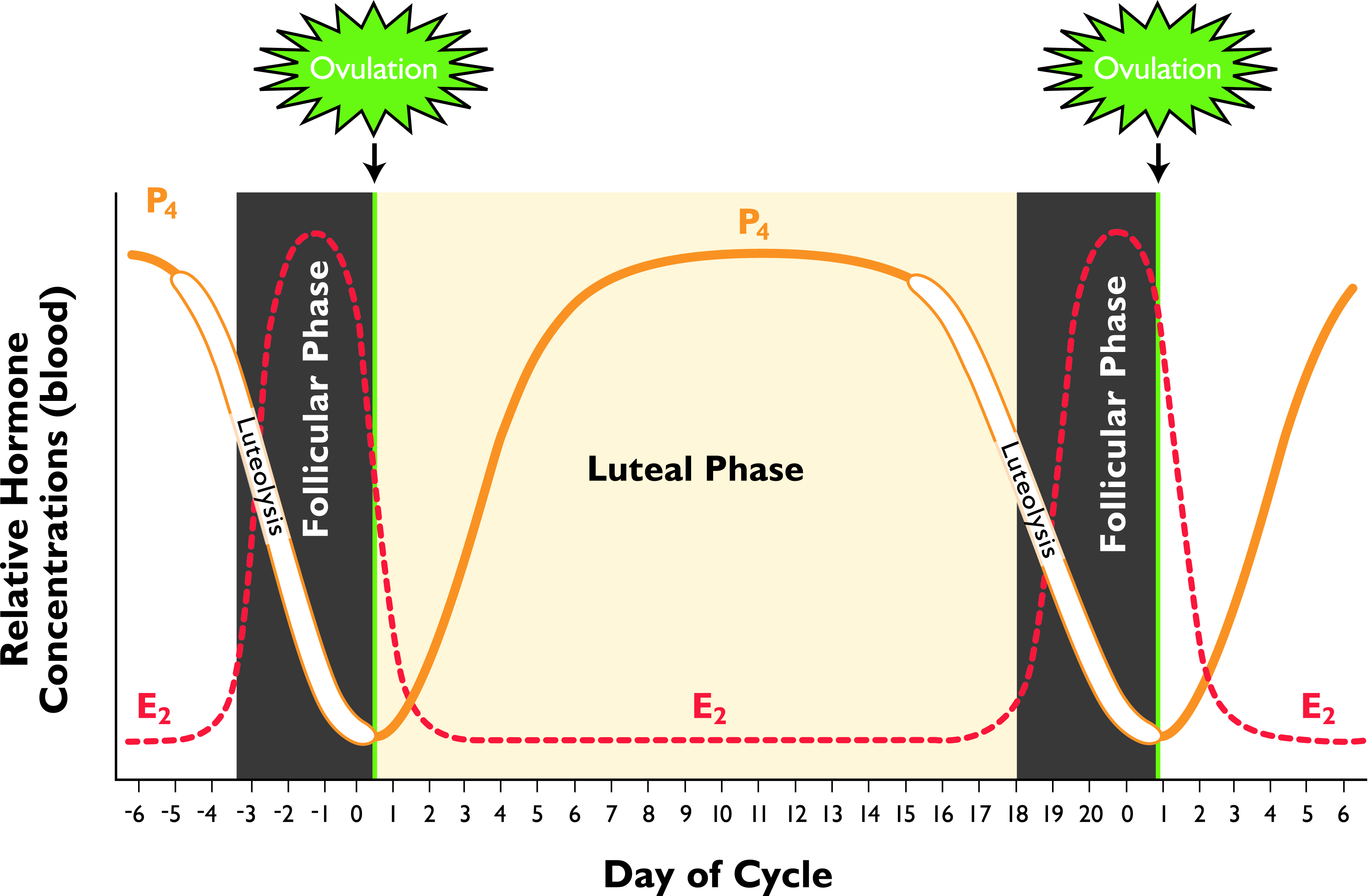 Phases of the bovine estrous cycle