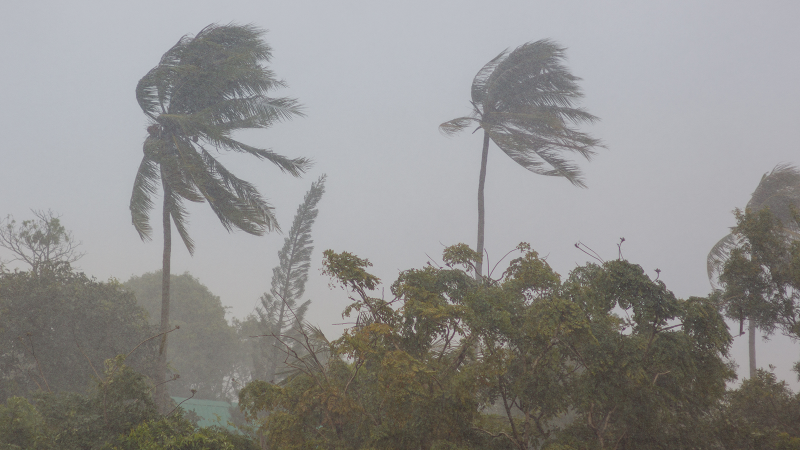 palm trees swaying in a storm