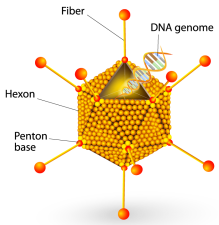 Structure of adenovirus 