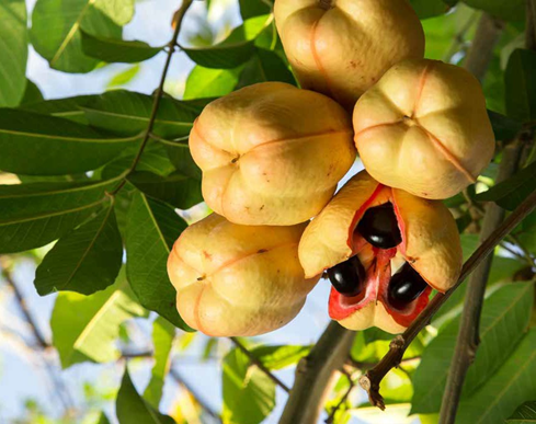 Ackee Fruit