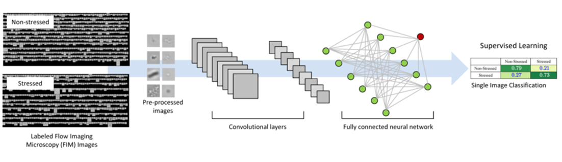 Figure 2. Basic CNN workflow.  Here a CNN is used as an image “classifier”, i.e., the network is intended to process an image of a single particle and predict if that particle comes from one of the two classes: “Stressed” or “Non-Stressed”. (Note that for stressed condition, the model protein solution is kept under shaking for 7 days at ambient temperature, non-stressed protein solution is kept at ambient temperature without shaking stress). To train (i.e., estimate the most discriminatory parameters) this classifier, a large collection of images properly labeled as stressed or unstressed was used. The first step is pre-processing of these FIM images (resizing, normalization, segmentation, etc.) to generate image batches for efficient processing. Then the CNN sequentially passes the batches of images through several “convolutional layers.” Within each convolutional layer, a “filter” (which is itself a small 2D image) is convolved  with the input image. The parameters of the filters are determined by optimizing a measure that is specific to the task at hand (e.g., a binary cross-entropy loss  in the image classification task shown here).  Once all model parameters are estimated (or “learned”), the CNN can process new images in a feedforward fashion. That is, in each convolutional layer, a new set of filters (whose parameters were determined in the “learning phase”) are convolved with the input images from the previous layers producing new “activation images” which serve as input images for the next layer (usually with a smaller size and increased number of channels compared to the images of the previous layer).  After passing through all the convolution filter layers, the resulting activation images are typically passed to a fully connected artificial neural network to extract the final “data-driven” features.