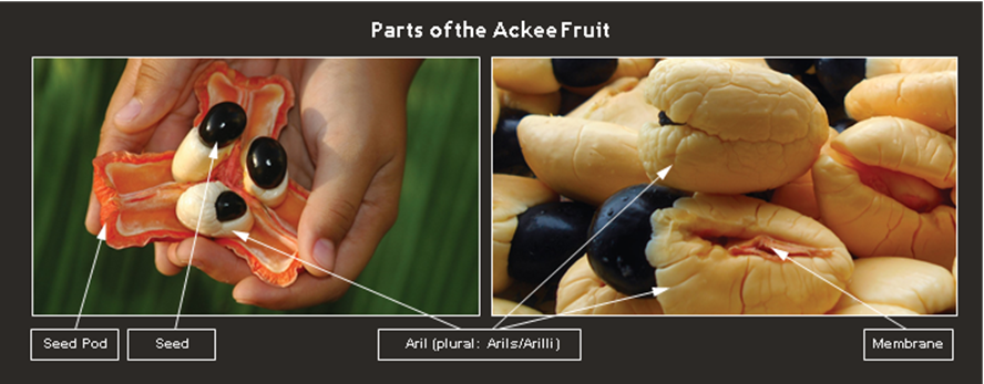 Parts of the Ackee Fruit