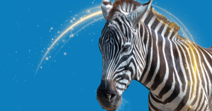 Zebra against a blue background with a yellow arch in the back