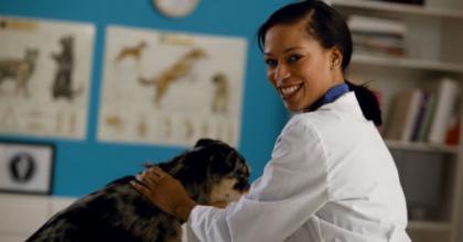 veterinarian examining a dog