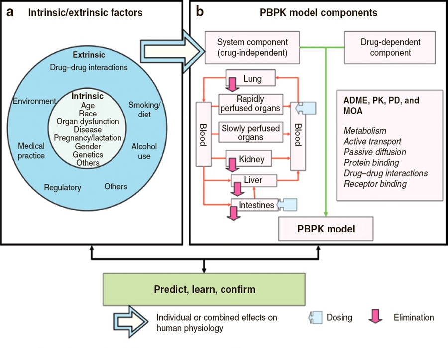 Figure 1. A PBPK model (panel b) is a set of equations that incorporate numerical values (parameters) describing physiology, anatomy, and drug properties to simulate the changes of drug concentrations in organs and tissues over time. The model includes both a drug‐dependent component and a drug‐independent system component. The latter is based on knowledge of body fluid dynamics (e.g., blood and urine flow), tissue size and composition, abundance and distribution of drug receptors, drug‐metabolizing enzymes, and membrane transporters in various organ and tissue compartments. The effects of both intrinsic factors (e.g., age and genetics) and extrinsic factors (e.g., the presence of additional medications that cause drug–drug interactions; panel a) can be assessed by incorporating values that represent specific populations and/or scenarios. PBPK = physiologically based pharmacokinetic; PK = pharmacokinetic; PD = pharmacodynamic; ADME = absorption, distribution, metabolism, and excretion; and MOA = mechanism of action. Figure from Zhao, P., et al., 2011, Clinical Pharmacology & Therapeutics, 89 (2): 259-267.