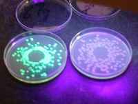 Growth and Survival of Salmonella and Escherichia coli in Oranges Fig 1