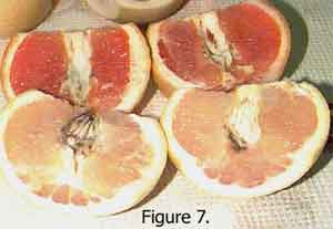 Temperature Differences on Dye Uptake by Oranges and Grapefruit Fig 7