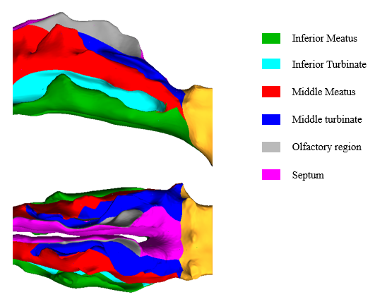 Middle passages (MP) divided into seven segmental regions