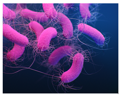 Pseudomonas aeruginosa. The bacteria use their extra-long flagellum to swim, swarm, and spread infection inside their hosts.