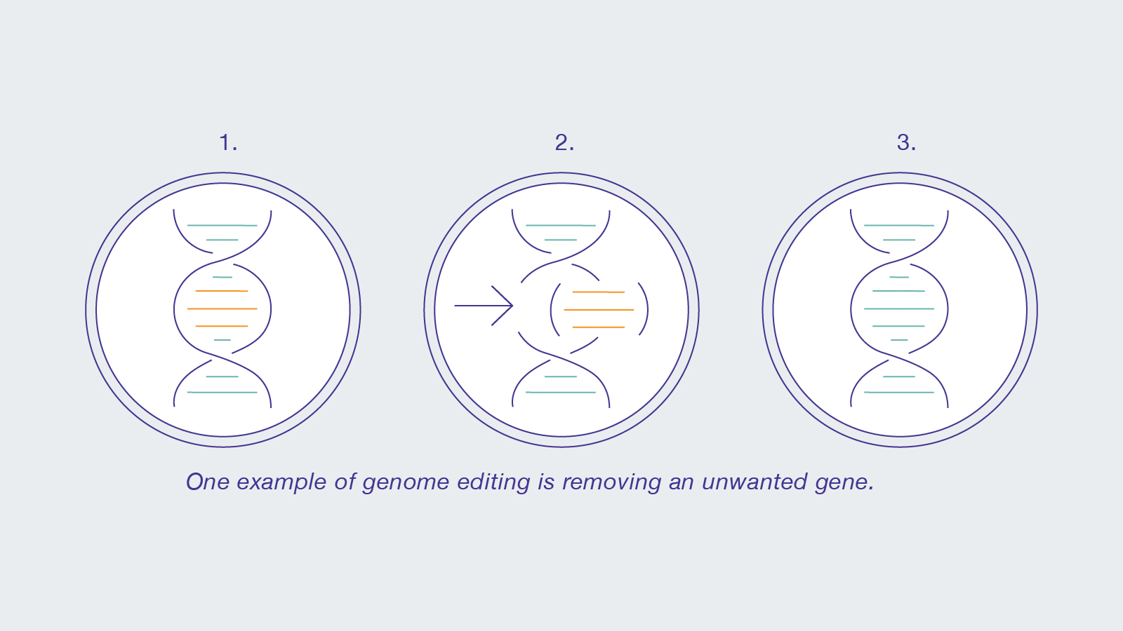 Genome Editing