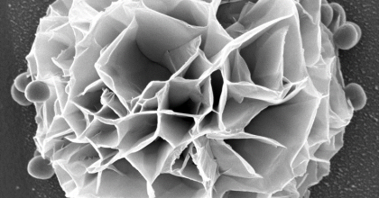 Following a 10-minute exposure of Staphylococcus aureus HAR12 to a nanostructured copper surface, a distinctive flower-like structure formed, and the cells adhered to this unique configuration (Courtesy: Dr. Kidon Sung)