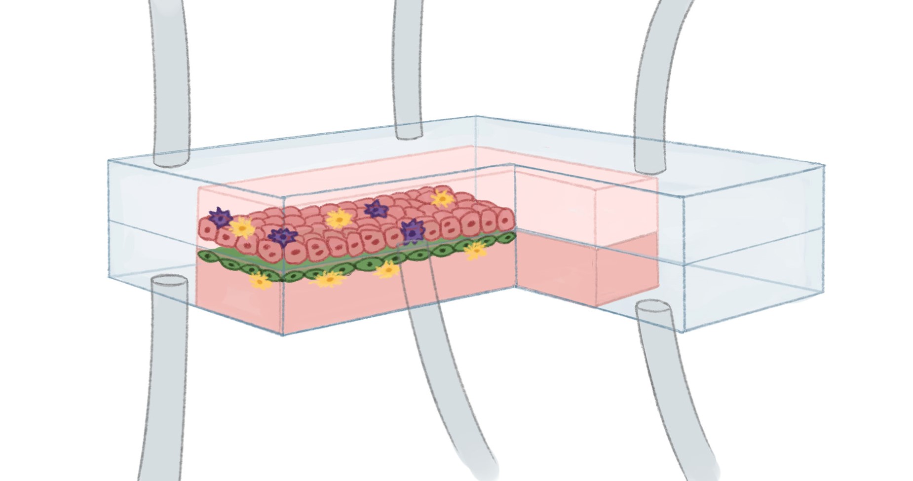 Microphysiology