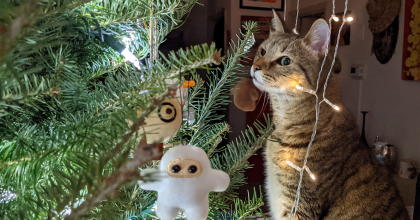 photo of a cat sitting close to a christmas tree looking curiously at the ornaments and lights
