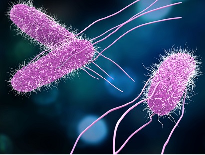 Salmonella (Salmonellosis)