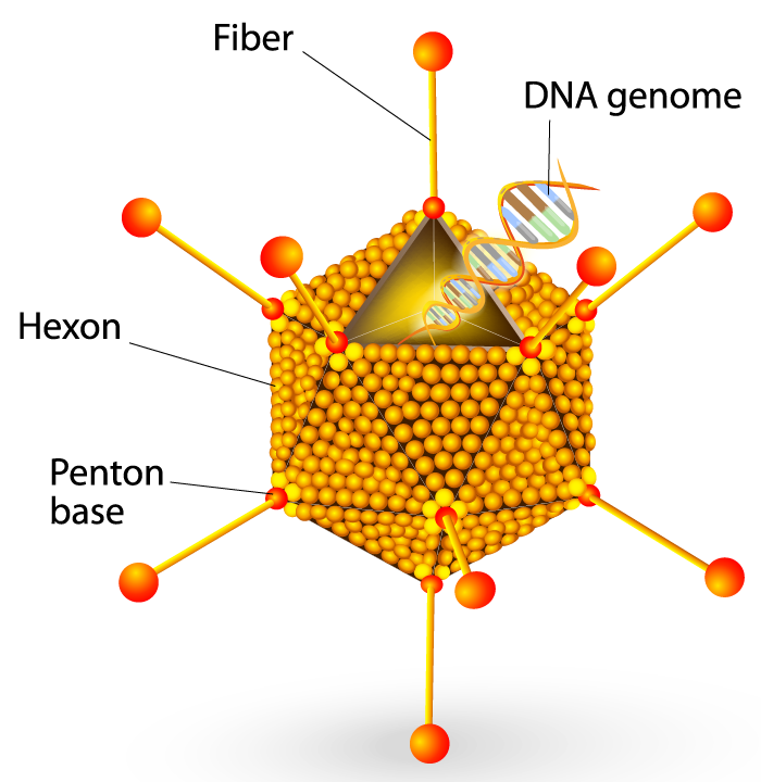 Structure of adenovirus 