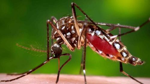 Aedes aegypti mosquito while she was in the process of acquiring a blood meal from her human host (Credit: CDC/James Gathany)