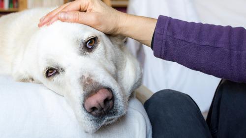 Sad or sick dog resting it's head on owner's lap